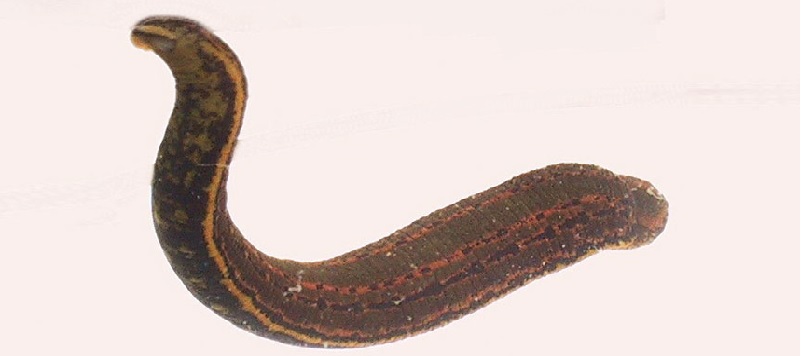 What leech gut bacteria can tell us about drug resistance