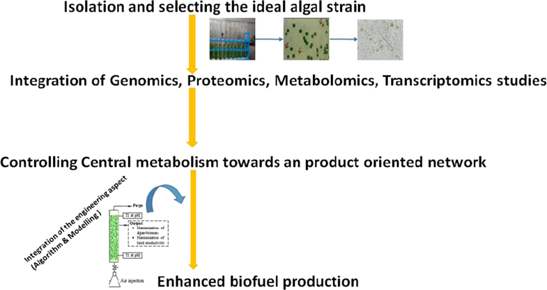 Recent developments in synthetic biology and metabolic engineering in microalgae towards biofuel prod