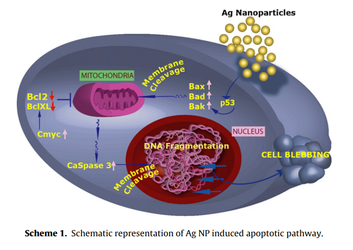 Signaling gene cascade in silver nanoparticle induced apoptosis