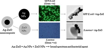 Antibacterial activity and mechanism of Ag–ZnO nanocomposite on S. aureus and GFP-expressing antibi