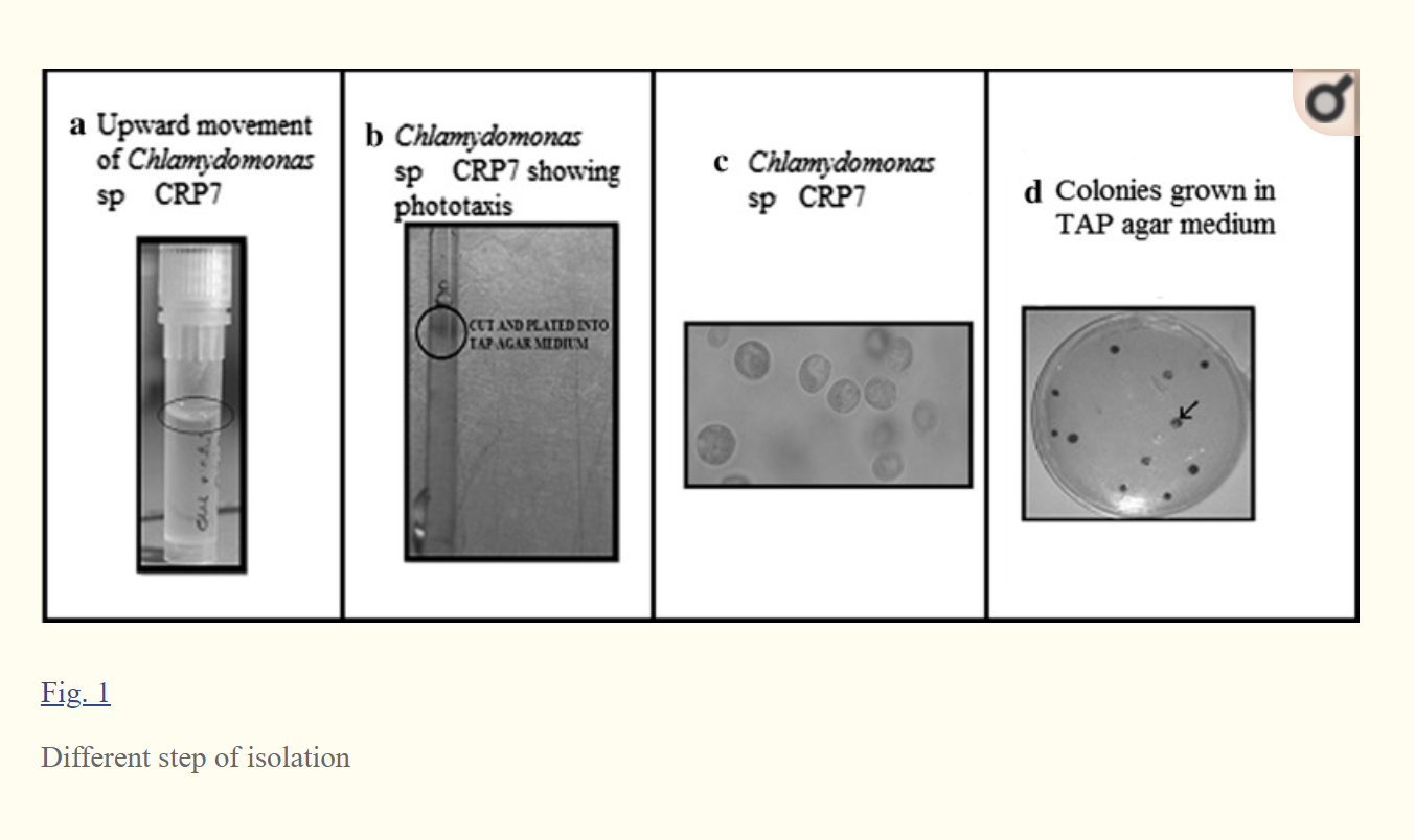 A simple novel agar diffusion method for isolation of indigenous microalgae Chlamydomonas sp. CRP7 an