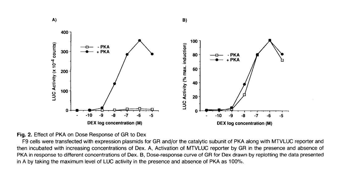 Modulation of glucocorticoid receptor function by protein kinase A.