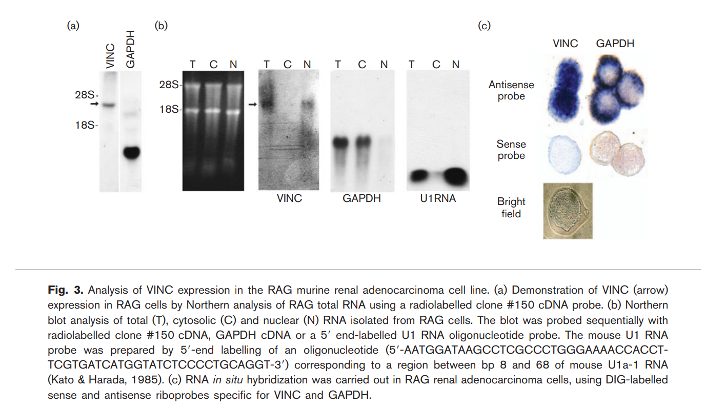 Identification and characterization of a virus-inducible non-coding RNA in mouse brain